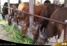 Meningkatnya permintaan hewan kurban di Kotabaru jelang Idul Adha