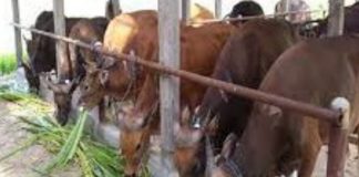 Meningkatnya permintaan hewan kurban di Kotabaru jelang Idul Adha