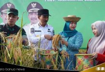 Bupati Banjar panen padi di Karang Intan, dorong ketahanan pangan desa