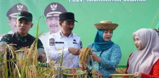 Bupati Banjar panen padi di Karang Intan, dorong ketahanan pangan desa