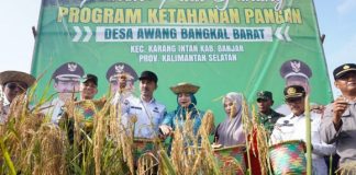 Desa Awang Bangkal Barat sukses panen raya padi di lahan pegunungan