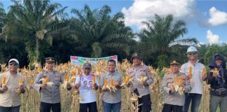 Polres Batola panen jagung, wujud dukungan ketahanan pangan nasional