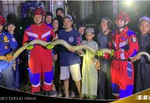 King cobra raksasa 3 meter hebohkan warga Cintapuri Darussalam