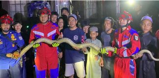 King cobra raksasa 3 meter hebohkan warga Cintapuri Darussalam