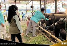 Hewan kurban di Barito Kuala di pastikan sehat dan bebas PMK/LSD