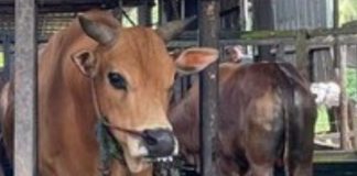 Masjid Al Jihad Banjarmasin siapkan 91 sapi kurban di Idul Adha 2025