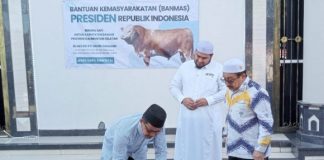 Presiden Prabowo salurkan ratusan sapi kurban untuk Idul Adha, Banjar terima dua ekor sapi raksasa