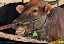 Batola terima dua sapi kurban dari Presiden Prabowo Subianto