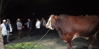 Presiden Prabowo salurkan sapi kurban untuk masyarakat Tanah Bumbu