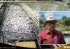 Ribuan ikan keramba di Karang Intan mati massal akibat kekurangan Oksigen