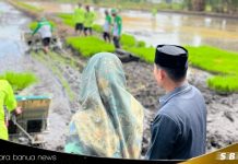 Anggota DPRD Barito Kuala hadiri tanam padi perdana di Jejangkit Muara