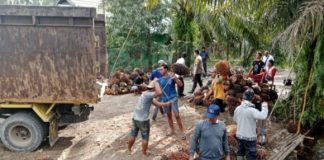 Polisi tetapkan empat DPO kasus pencurian kelapa sawit di Barambai