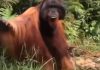 Orang Utan: lebih dari sekadar “Orangutan”