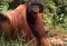 Orang Utan: lebih dari sekadar “Orangutan”