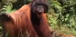 Orang Utan: lebih dari sekadar “Orangutan”