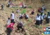 Warga Gunung Batu tanam 500 bibit pohon cegah longsor