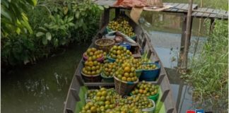 Jeruk Madang : permata tersembunyi Kalimantan Selatan