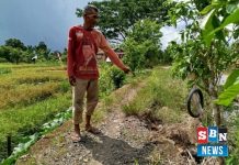 Jalan tani rusak parah, petani Desa Labuan Tabu kesulitan distribusikan hasil panen