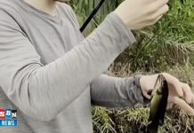 Banjar genjot produksi Papuyu, targetkan panen raya September 2025