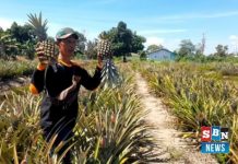 Desa Jelapat 2 siap jadi ikon agrowisata baru dengan wisata petik nanas dan susur sungai