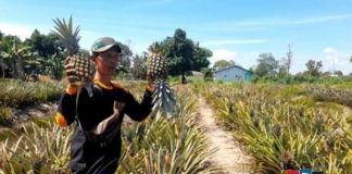 Desa Jelapat 2 siap jadi ikon agrowisata baru dengan wisata petik nanas dan susur sungai