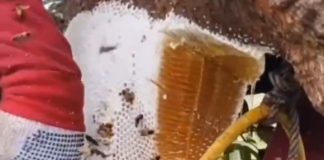 Waspada! Perubahan cuaca ekstrem rentan terserang radang tenggorokan, Ini cara alami mengatasinya