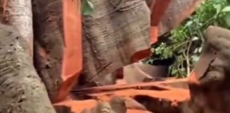 Kehilangan pohon tua, kehilangan keseimbangan alam