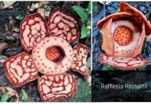Setelah 13 tahun pencarian, Rafflesia Hasseltii langka tersingkap di hutan Sumatera Barat
