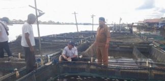 Kerugian Rp 2,7 miliar! Kematian massal ikan keramba di Batola kagetkan pembudidaya