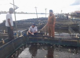 Kerugian Rp 2,7 miliar! Kematian massal ikan keramba di Batola kagetkan pembudidaya