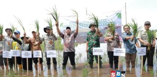 Tanam serempak di Barito Kuala, upaya optimasi 1.696 ha lahan sawah