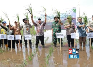 Tanam serempak di Barito Kuala, upaya optimasi 1.696 ha lahan sawah