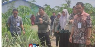 Pj Swasembada Pangan Kalsel Kalsel monitor olahan nanas dan LTT padi di Batola
