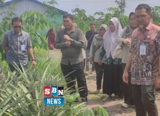 Pj Swasembada Pangan Kalsel Kalsel monitor olahan nanas dan LTT padi di Batola