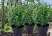 Daun Thyme asal Indonesia kian dicari dunia, nilai ekspor melonjak signifikan
