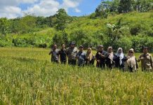 Dinas Pertanian Banjar pantau Demplot Padi Unggul Inpari 32