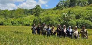 Dinas Pertanian Banjar pantau Demplot Padi Unggul Inpari 32