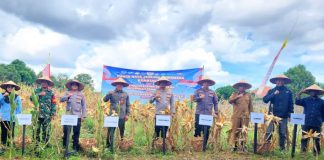 Sinergi Polres Banjar dan Dinas Pertanian dukung ketahanan pangan lewat panen raya Jagung