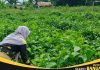 Jejak sejarah dan potensi Desa Labuan Tabu, dari Pelabuhan Tabu menuju sentra agrowisata melati