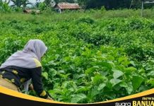 Jejak sejarah dan potensi Desa Labuan Tabu, dari Pelabuhan Tabu menuju sentra agrowisata melati