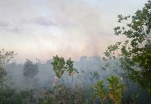 Kebakaran lahan 1,5 hektare di Tambak Padi berhasil diredam tim gabungan