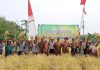Capai 5 ton/ha, panen padi Inpari 32 di Sungkai jadi bukti keberhasilan benih unggul