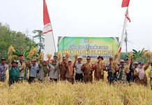 Capai 5 ton/ha, panen padi Inpari 32 di Sungkai jadi bukti keberhasilan benih unggul