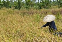 Berkat drainase alam, Petani Desa Paku Alam sukses panen padi Siam Dewa
