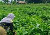 Jejak sejarah dan potensi Desa Labuan Tabu, dari Pelabuhan Tabu menuju sentra agrowisata melati
