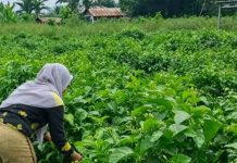 Jejak sejarah dan potensi Desa Labuan Tabu, dari Pelabuhan Tabu menuju sentra agrowisata melati