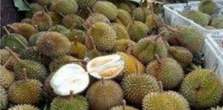 Banjir Durian Kasongan tenggelamkan Durian Karang Intan