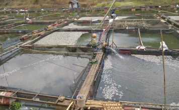 Matinya ribuan ton ikan di Kecamatan Karang Intan, tidak berpengaruh terhadap air baku PDAM