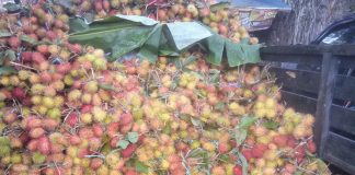 Rambutan jenis Antalagi, ‘banjir’ di Pasar Batuah Martapura