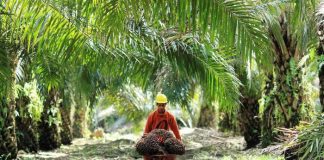 Harga karet anjlok, PTPN XIII Danau Salak,akan beralih ke sawit?